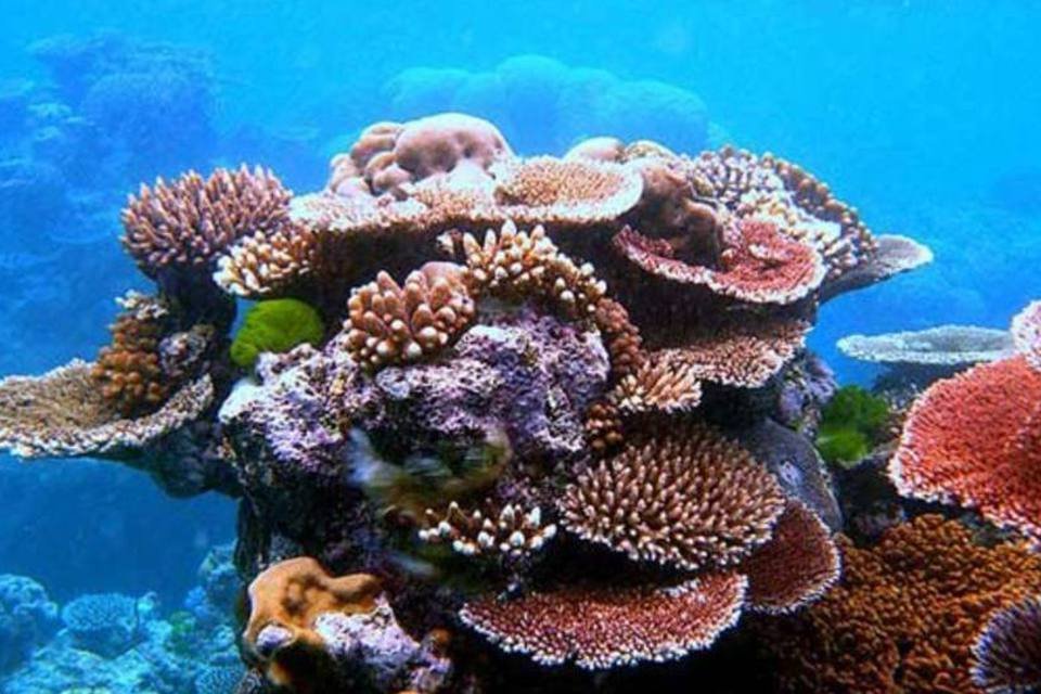 WWF compra licença de pesca para salvar Barreira de Coral