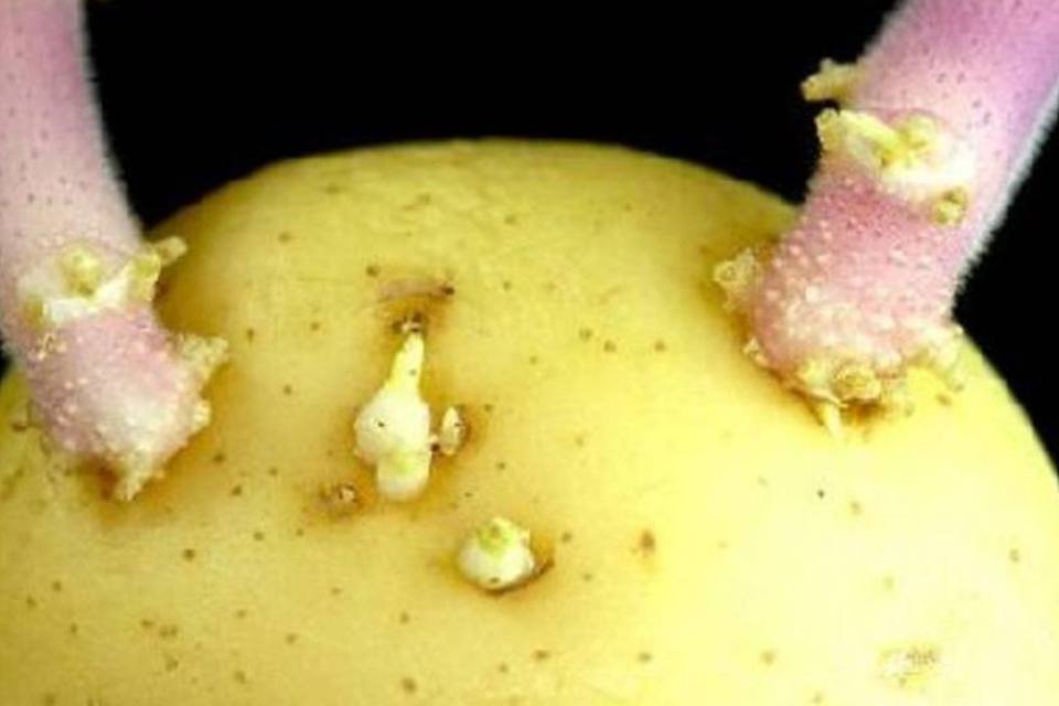Europa autoriza batatas modificadas
