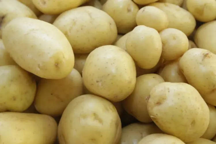 Batatas: pesquisador previu que a batata de Marte será mais salgada e seca que as variedades frequentes (Marcos Santos/USP Imagens/Agência USP)