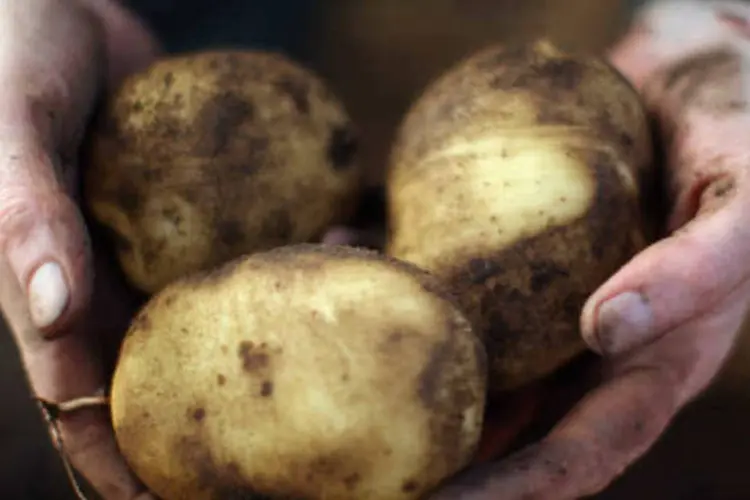 Segundo os cientistas, a batata-roxa é uma fonte rica em antioxidantes que ajudam a reduzir a tensão arterial (Getty Images)