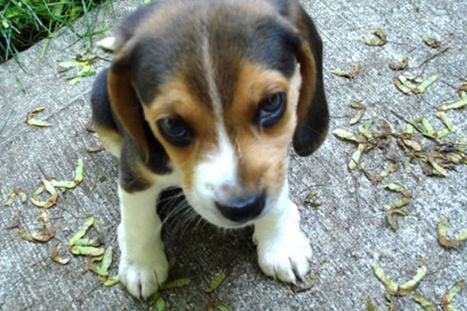 NASA quer regenerar ossos e salvar beagles de laboratório