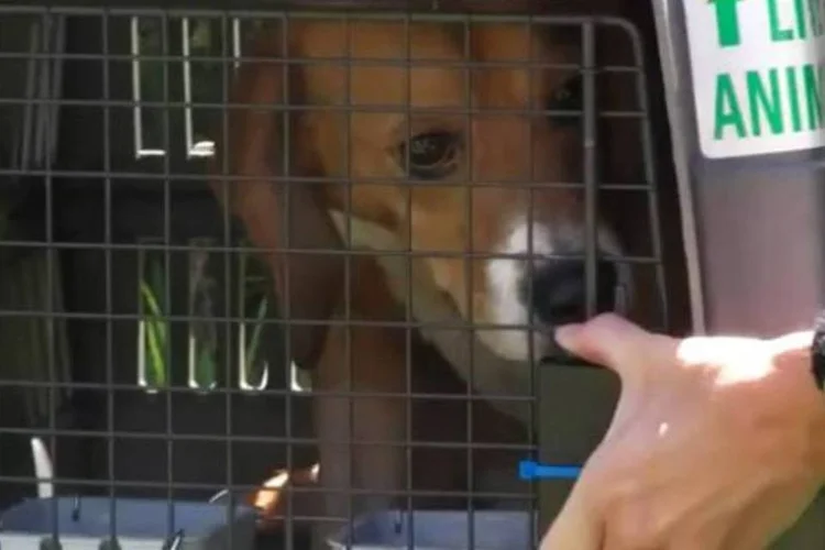 Animais, que serviam de cobaia, nunca haviam saído da jaula desde o nascimento (Reprodução)