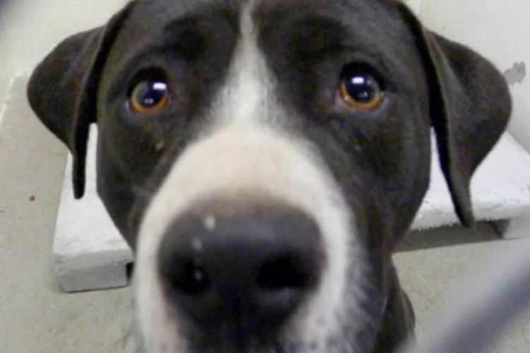 
	Um lar: v&iacute;deo, postado por um abrigo americano, mostra a alegria do c&atilde;o Benny ao sair do canil com uma nova fam&iacute;lia.
 (Carson Animal Care Shelter)