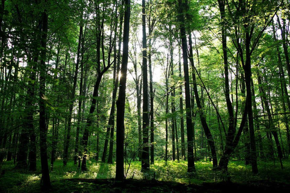 Ecologistas vigiam a floresta mais antiga da Polônia
