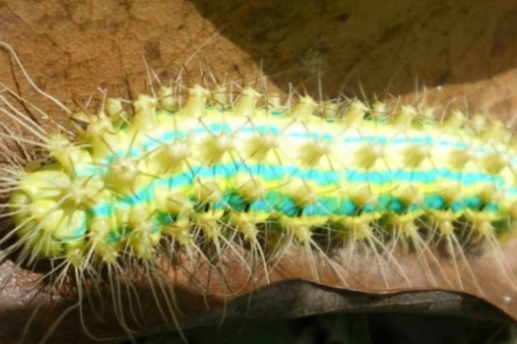 
	Bicho-da-seda: espera-se que este tipo de seda tenha aplica&ccedil;&atilde;o na fabrica&ccedil;&atilde;o de fio cir&uacute;rgico e vasos sangu&iacute;neos
 (Wikimedia Commons)