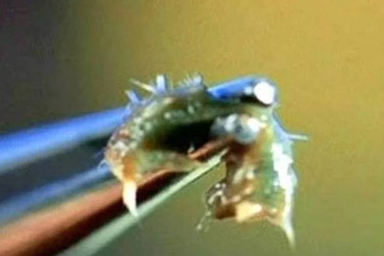 
	Larva: aperitivos produzidos com as larvas da tra&ccedil;a da cera ser&aacute; um dos quitutes
 (Divulgação)