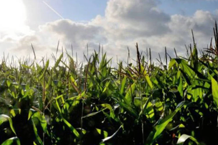Plantação: o "biolice" é um polímero a partir de farinha de milho que serve para fabricar bolsas de plástico 100% biodegradáveis
 (Philippe Huguen/AFP)