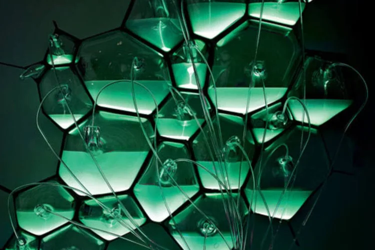 Bioluminescência