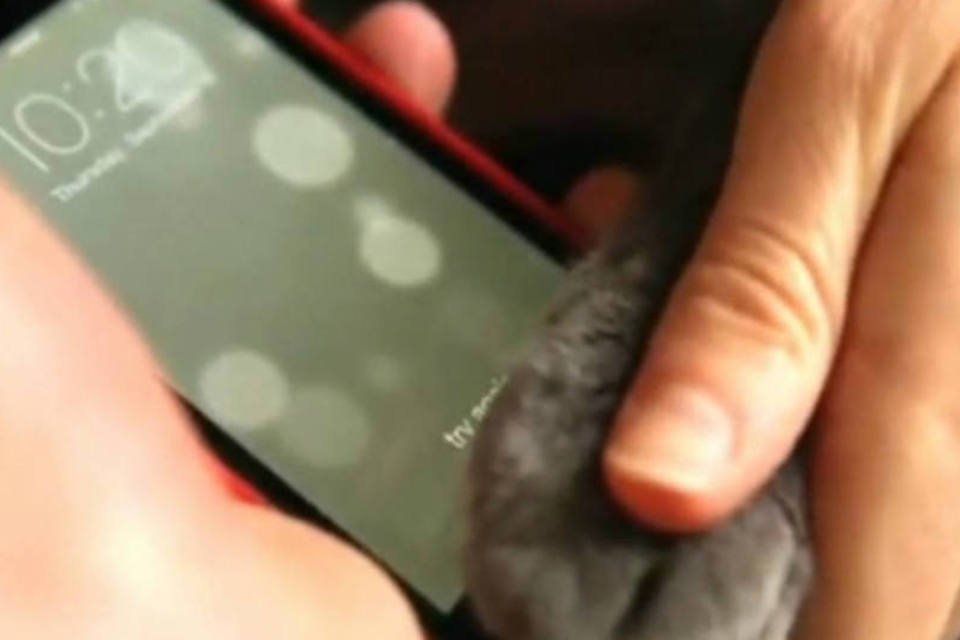 Biometria do iPhone 5S pode ser desbloqueada por gatos