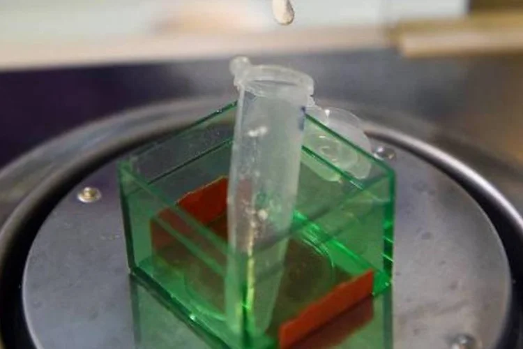 Pesquisadores franceses anunciaram a criação de espermatozoides humanos in vitro a partir de células testiculares 'imaturas' (Anne-Christine Poujoulat/AFP)