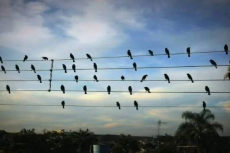 "Birds on Wires" está entre os 125 semifinalistas; no final, 20 obras serão exibidas no museu Guggenheim (.)