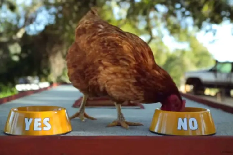Comercial do Burger King: galinha Gloria decide o futuro (Reprodução)