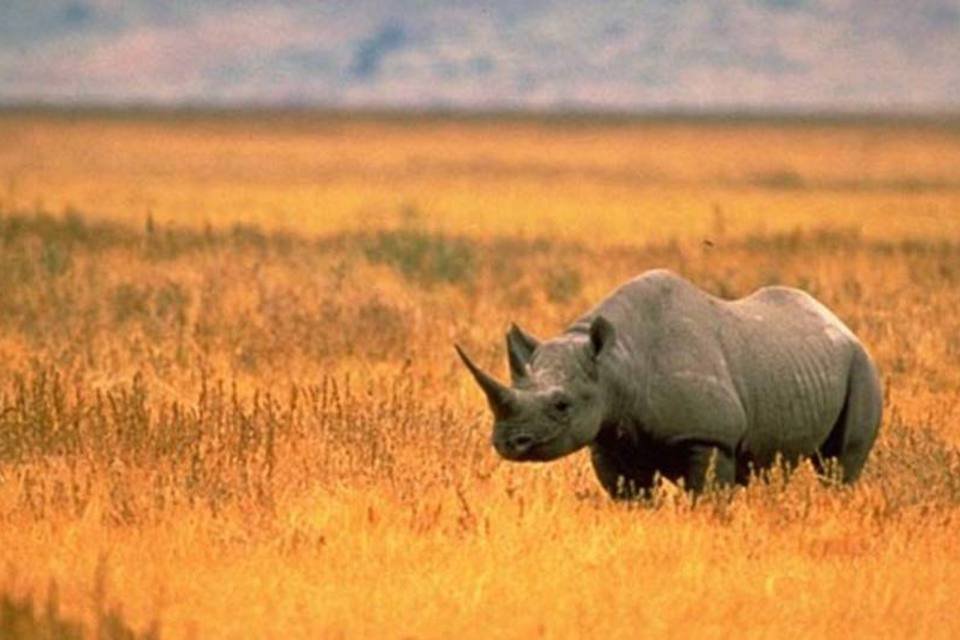 O rinoceronte negro (Diceros bicornis) aparece na lista da União Internacional para Conservação da Natureza como uma das espécies ameaçadas de extinção (Wikimedia Commons)