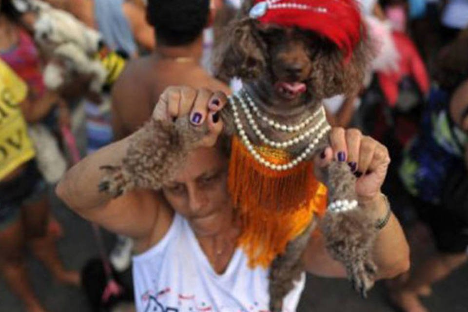 Entre latidos, animais aproveitam o carnaval no Rio