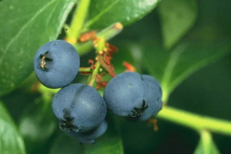 Mirtilos são ricos em vitamina C, nutriente necessário para a produção de carnitina, um composto que ajuda o organismo a transformar gordura em energia (Scott Bauer/Wikimedia Commons)