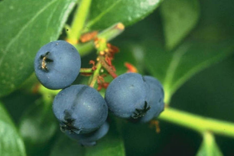 Quase 90% das colheitas de blueberry em Moscou são radioativas