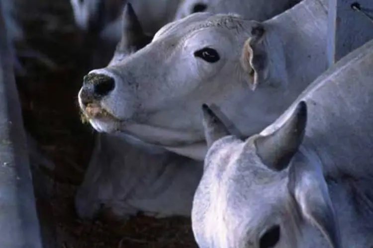 O governo provincial de Liaoning sacrificou ou desinfetou nos últimos dias mais de 400 cabeças de gado e inspecionou 20 mil pessoas (Exame)