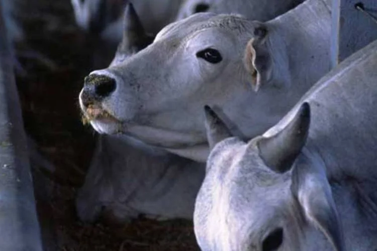 
	Cria&ccedil;&atilde;o bovina: vendas externas de carne bovina encerraram o semestre com crescimento de 21% em volume e de 13% em receita, em recorde de 3 bilh&otilde;es de d&oacute;lares
 (Exame.com)