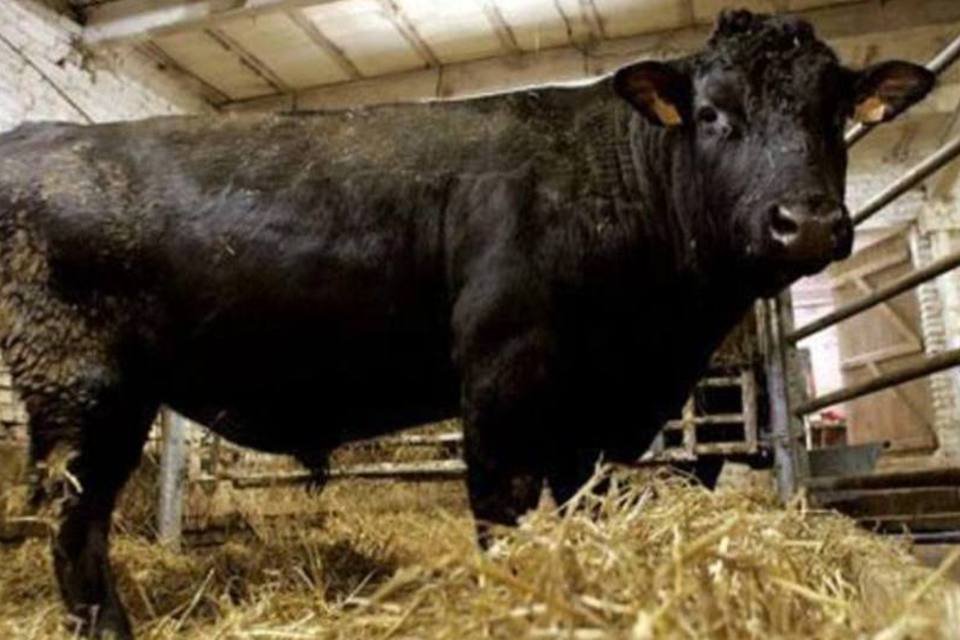 Abate de bovinos sobe 8% em 2012 e bate recorde