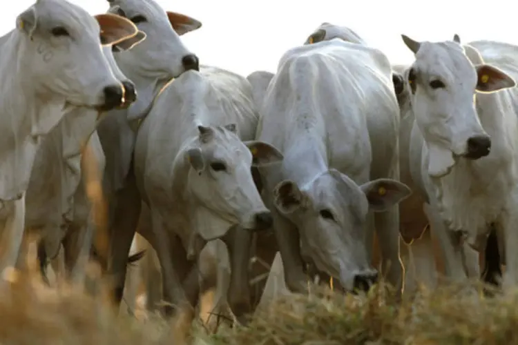 
	Decis&atilde;o da OIE deve facilitar a retirada dos embargos de alguns pa&iacute;ses contra a importa&ccedil;&atilde;o de carne bovina brasileira
 (Paulo Whitaker/Reuters)