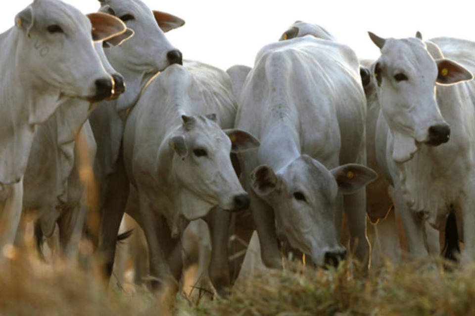 Abate de bovinos cresce 3,8% após três anos de queda