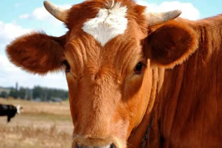 
	Boi: pre&ccedil;os da arroba bovina tem registrado recordes nominais por conta da oferta restrita de animais para abate
 (SXC.Hu)