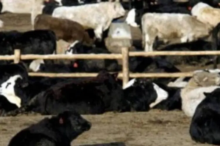 A peste bovina não atinge o ser humano, mas tem taxa de mortalidade de quase 100% entre os animais (AFP/Don Emmert)