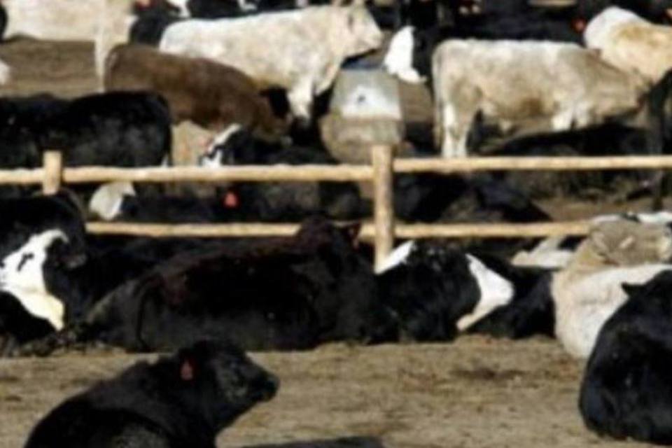 FAO acha que peste bovina está perto da erradicação