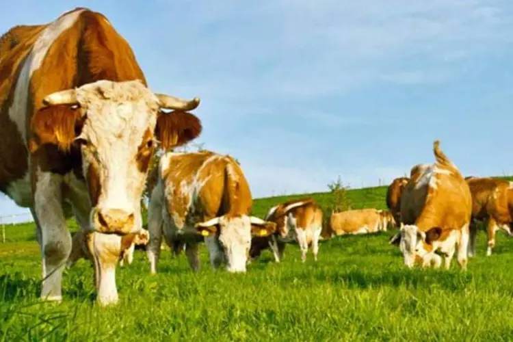 
	Bois e vacas em pasto: entre janeiro e abril, a Argentina produziu 917.000 toneladas de carne, o que significa 10,2% a mais na compara&ccedil;&atilde;o anual.
 (SXC.Hu)
