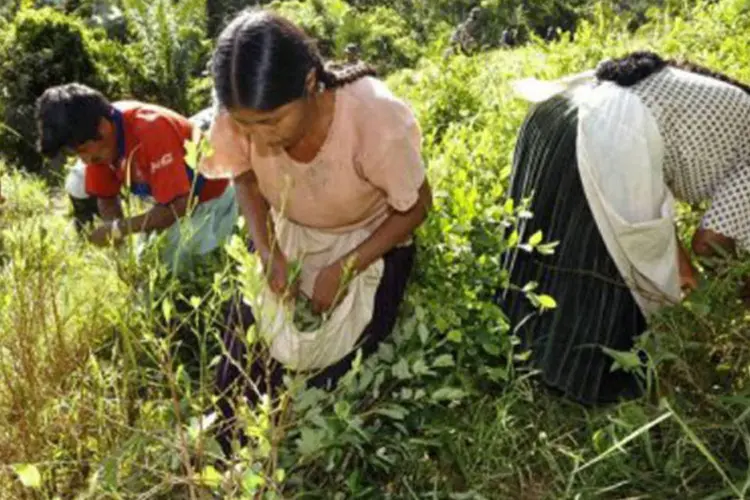 Mulheres colhem folhas de coca enquanto soldados retiram as plantas em La Asunta, 220 km ao norte de La Paz: segundo a ONU, são cultivados na Bolívia 31.000 hectares de coca (Aizar Raldes/AFP)