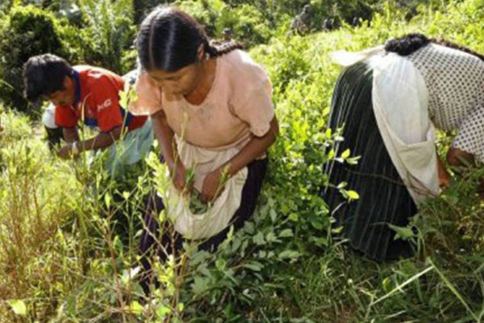 Peru erradica mais de 14.000 hectares de folhas de coca