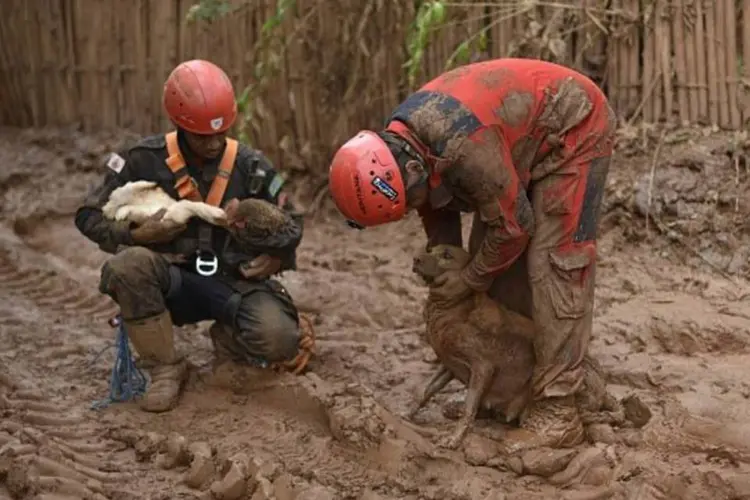 
	Os bombeiros resgatam animais em Bento Rodrigues: os animais foram abrigados dentro do que restou de uma das casas do vilarejo
 (Douglas Magno/AFP/Getty Images)