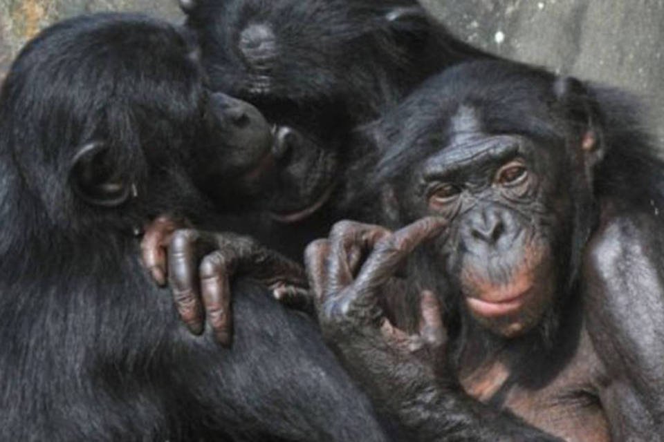 Cientistas decodificam código genético do bonobo