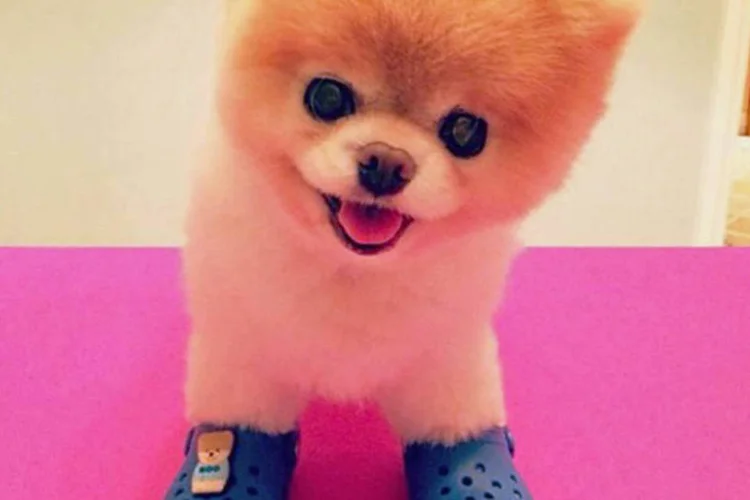 Boo, astro da internet, fecha colaboração com a marca Crocs (Reprodução/Facebook)