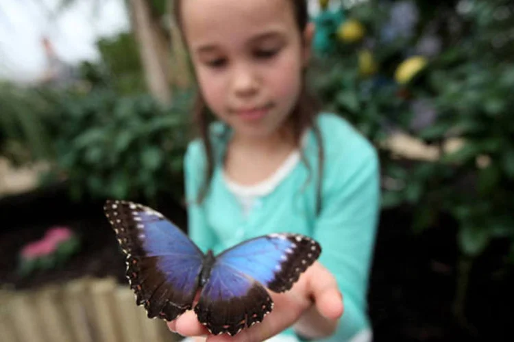 Menina segura borboleta azul: a partir de agora será considerado crime tentar apanhar alguma espécie para colecionar, comercializar ou exportar
 (Dan Kitwood/Getty Images)