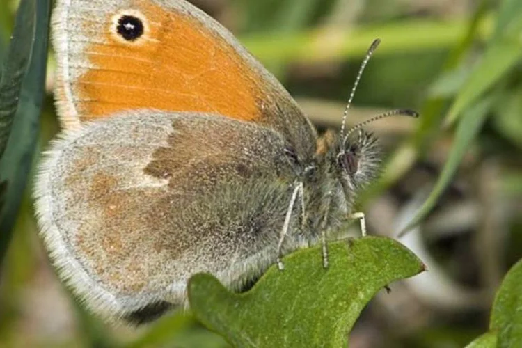 
 
  
 


	Invertebrados como mariposas, borboletas e besouros s&atilde;o os mais afetados

	
 
  Normal
  0
  
  
  21
  
  
  false
  false
  false
  
  PT-BR
  X-NONE
  X-NONE
  
   
   
   
   
   
   
   
   
   
  
  
   
   
   
   
   
   
   
   
   
   
   
  

 
  
  
  
  
  
  
  
  
  
  
  
  
  
  
  
  
  
  
  
  
  
  
  
  
  
  
  
  
  
  
  
  
  
  
  
  
  
  
  
  
  
  
  
  
  
  
  
  
  
  
  
  
  
  
  
  
  
  
  
  
  
  
  
  
  
  
  
  
  
  
  
  
  
  
  
  
  
  
  
  
  
  
  
  
  
  
  
  
  
  
  
  
  
  
  
  
  
  
  
  
  
  
  
  
  
  
  
  
  
  
  
  
  
  
  
  
  
  
  
  
  
  
  
  
  
  
  
  
  
  
  
  
  
  
  
  
  
 


 /* Style Definitions */
 table.MsoNormalTable
	{mso-style-name:"Tabela normal";
	mso-tstyle-rowband-size:0;
	mso-tstyle-colband-size:0;
	mso-style-noshow:yes;
	mso-style-priority:99;
	mso-style-parent:"";
	mso-padding-alt:0cm 5.4pt 0cm 5.4pt;
	mso-para-margin:0cm;
	mso-para-margin-bottom:.0001pt;
	mso-pagination:widow-orphan;
	font-size:10.0pt;
	font-family:"Calibri","sans-serif";
	mso-bidi-font-family:"Times New Roman";}


 (Wikimedia Commons)