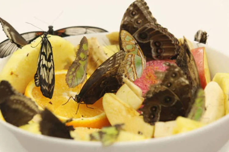 Borboletas sobre frutas na exposição de Damien Hirst, em Londres (Getty Images)