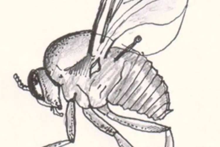 Os borrachudos são pequenos insetos voadores da família Simuliidae. Gostam de locais úmidos, de preferência próximos a riachos e cachoeiras (Wikimedia Commons)