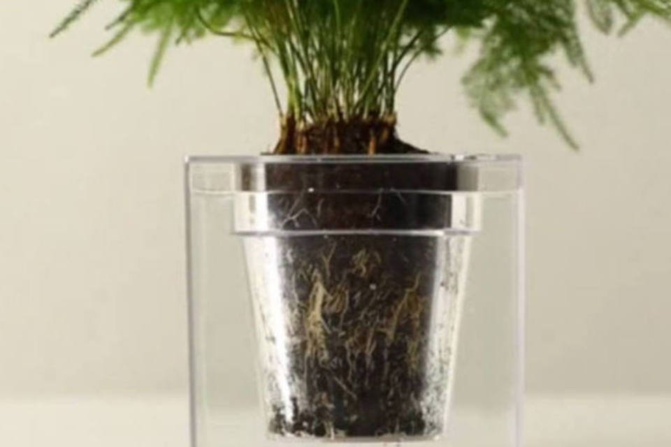 Para esquecidos: vaso de planta exige rega só uma vez ao mês