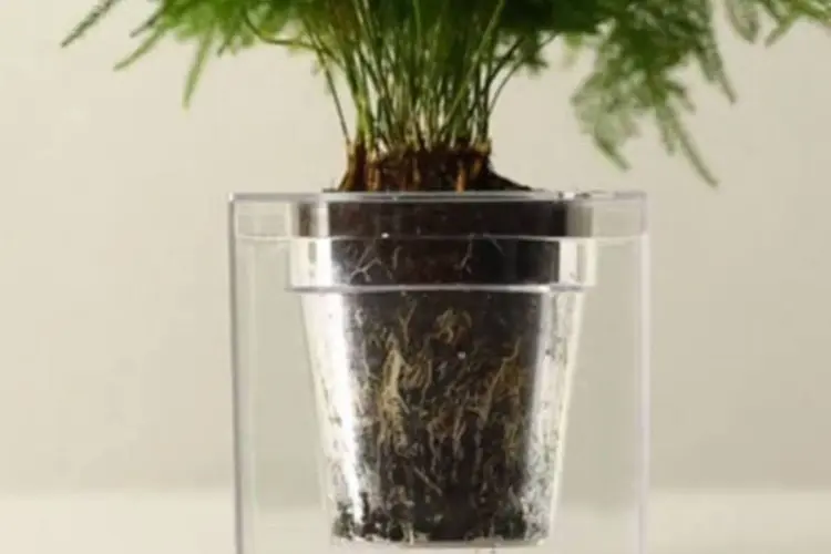 Vaso de plantas Boskke Cube (Reprodução / Vimeo / Boskke)