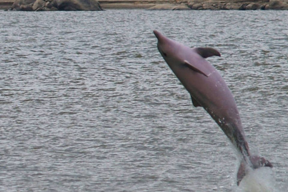 Espécie rara, boto-cinza é encontrado morto em praia do Rio