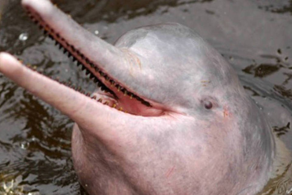 Boto-cor-de-rosa corre perigo na Amazônia