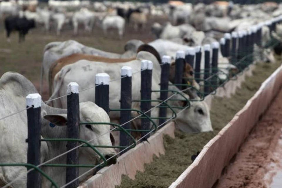 Abate de animais cresce no país no terceiro trimestre