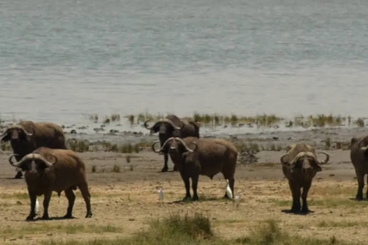 Búfalos: a África do Sul é um dos destinos de maior reputação para a observação e a caça de fauna selvagem (Fanny Schertzer/Wikimedia Commons)