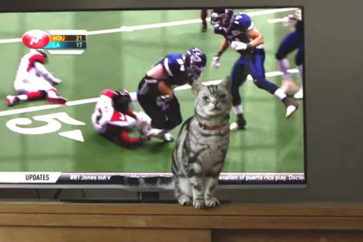 Comercial do BuzzFeed para o Super Bowl: parceria com Purina e Friskies (Reprodução)