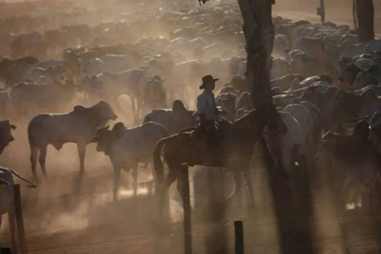 
	Gado em uma fazenda em Barretos, interior de S&atilde;o Paulo
 (Dado Galdieri/Bloomberg)