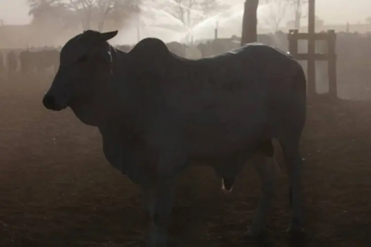 
	Gado em uma fazenda de Barretos: pre&ccedil;o do gado dificilmente ir&aacute; renovar o recorde hist&oacute;rico registrado em 2010
 (Dado Galdieri/Bloomberg)