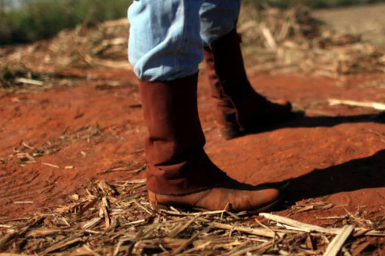 
	Gerente supervisiona colheita de cana de a&ccedil;&uacute;car em uma fazenda perto de Colombia, Brasil
 (Dado Galdieri/Bloomberg)