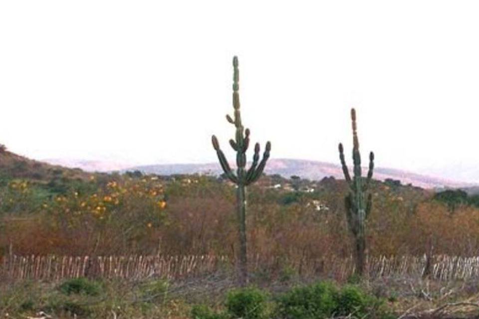 size_960_16_9_caatinga-jpg.jpg