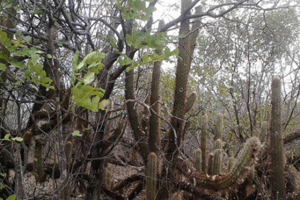 Caatinga pode absorver mais gás carbônico que florestas